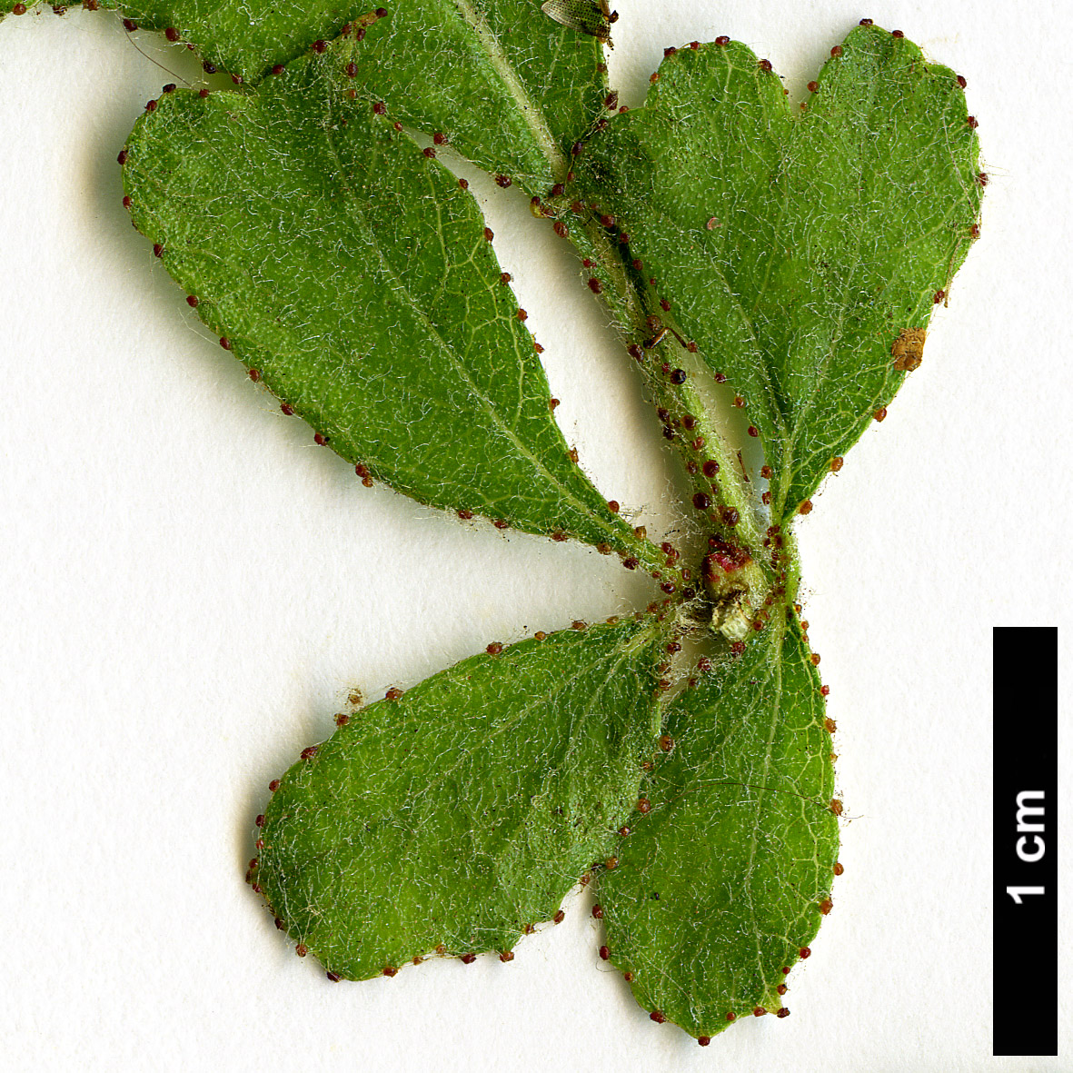 High resolution image: Family: Rosaceae - Genus: Crataegus - Taxon: lassa - SpeciesSub: var. colonica